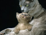Domestic Cat, 1-Month, Burmese Kitten with His Blue Mother Prints by Jane Burton