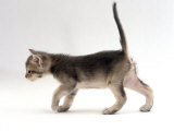Domestic Cat, 4-Week Ticked-Silver Kitten Affiches par Jane Burton