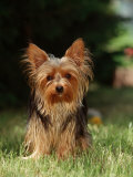 Yorkshire Terrier Láminas por Steimer Yorkshire Terrier Láminas por Steimer