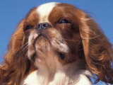 King Charles Cavalier Spaniel Adult Portrait Posters by Adriano Bacchella