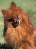 Pomeranian with Head Cocked to One Side Prints by Adriano Bacchella