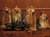 Domestic Dogs, Four Yorkshire Terriers with Four Puppies in a Drawer Prints by Adriano Bacchella