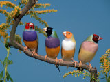 Four Gouldian Finches Poster von Petra Wegner