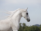 Grey Arab Stallion, Ojai, California, USA Posters by Carol Walker