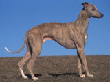 Whippet Prints by Adriano Bacchella