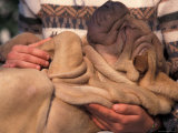 Shar Pei Puppy Lying on Its Back and Being Cuddled, Showing Excess Skin Posters by Adriano Bacchella