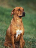Rhodesian Ridgeback Sitting Down Posters by Adriano Bacchella