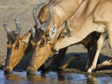 Red Hartebeest, Adults and Young Drinking, Etosha National Park, Namibia Affiches par Tony Heald