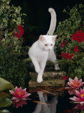 White Domestic Cat Watching Goldfish in Garden Pond Posters by Jane Burton