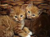 Domestic Cat, Ginger Male Kittens Sitting in a Wicker Basket Posters par Jane Burton