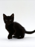 Domestic Cat, 9-Weeks, Black Shorthair Kitten Posters by Jane Burton