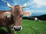 Domestic Cow on Alpine Pasture, Switzerland Print by De Meester