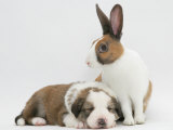 Fawn Dutch Rabbit with Sleeping Sable-And-White Border Collie Pup Affiches par Jane Burton