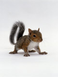 Baby Grey Squirrel, Portrait Poster von Jane Burton