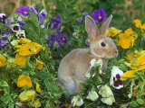 Mini Rex Rabbit, Amongst Pansies, USA Affiches par Lynn M. Stone