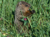 Woodchuck, Feeding, Minnesota, USA Posters par Lynn M. Stone
