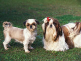 Two Shih Tzus, One Has Been Clipped and the Other with Groomed Long Hair Prints by Adriano Bacchella