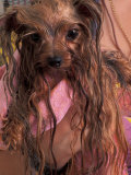 Wet Yorkshire Terrier Wrapped in a Towel Posters par Adriano Bacchella