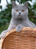 British Blue Shorthair Cat Posters par De Meester