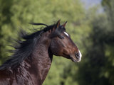 Bay Azteca (Half Andalusian Half Quarter Horse) Stallion, Head Profile, Ojai, California, USA Posters by Carol Walker