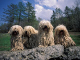 Domestic Dogs, Four Pulik / Hungarian Water Dogs Sitting Together on a Rock Pósters por Adriano Bacchella Domestic Dogs, Four Pulik / Hungarian Water Dogs Sitting Together on a Rock Pósters por Adriano Bacchella