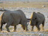 Black Rhinoceroses, Female Rejecting Amorous Male's Advances, Etosha National Park, Namibia Print by Tony Heald