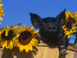 Domestic Piglet, Amongst Sunflowers, USA Affiche par Lynn M. Stone