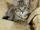 Domestic Cat, Female Tabby Kitten on Chair Affiche par Jane Burton