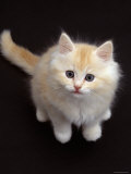 Domestic Cat, Cream Persian-Cross Kitten Sitting, Shot from Above Posters par Jane Burton