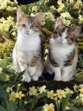 Tabby-Tortoiseshell-And White Kittens, 11-Week Sisters, Among Pink and Yellow Primroses Posters by Jane Burton