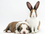Fawn Dutch Rabbit with Sleeping Sable-And-White Border Collie Pup Print by Jane Burton