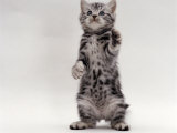Domestic Cat, Kitten Standing on Rear Legs Affiche par Jane Burton
