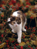 Domestic Cat, Young Tortoiseshell-And-White Among Cotoneaster Berries and Ground Elder Seedheads Print by Jane Burton