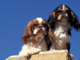 Two King Charles Cavalier Spaniel Adults on Wall Posters by Adriano Bacchella