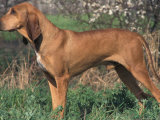Smooth / Short-Haired Segugio Italiano Hound Standing in Show Stack / Pose Prints by Adriano Bacchella