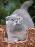 Scottish Fold Blue-Cream Cat Posters by De Meester