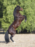 Bay Azteca (Half Andalusian Half Quarter Horse) Stallion Rearing on Hind Legs, Ojai, California Posters by Carol Walker