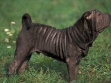 Black Shar Pei Standing in Show Stack / Pose Lámina por Adriano Bacchella Black Shar Pei Standing in Show Stack / Pose Lámina por Adriano Bacchella