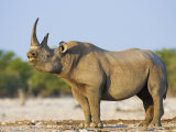 Black Rhinoceros, Flehmen Response, Etosha National Park, Namibia Print by Tony Heald