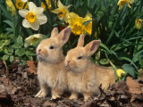 Two Young Palamino Domestic Rabbits, USA Print by Lynn M. Stone