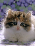 Domestic Cat, 8-Week, Fluffy Tortoiseshell-And-White Kitten Posters par Jane Burton