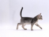 Domestic Cat, 8-Week Ticked-Silver Kitten, Walking Profile Prints by Jane Burton