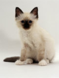 Domestic Cat, 9-Week, Seal-Point Birman Kitten Prints by Jane Burton