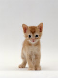 Domestic Cat, 'Pansy's' 5-Week Red Kitten Posters by Jane Burton