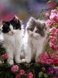 Domestic Cat, Black and Blue Bicolour Persian-Cross Kittens Among Pink Climbing Roses Prints by Jane Burton