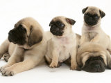 Fawn Pug Pups with Fawn English Mastiff Puppies Poster par Jane Burton