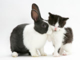 Black-And-White Kitten with Blue Dutch Rabbit Prints by Jane Burton