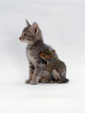 Domestic Cat, Interacting with Baby Grey Squirrel Stampa fotografica di Jane Burton Domestic Cat, Interacting with Baby Grey Squirrel Stampa fotografica di Jane Burton