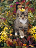 Domestic Cat, 12-Week, Agouti Tabby Kitten Among Yellow Azaleas and Spring Foliage Posters by Jane Burton