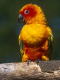 Sun Conure Photo by Lynn M. Stone Sun Conure Photo by Lynn M. Stone